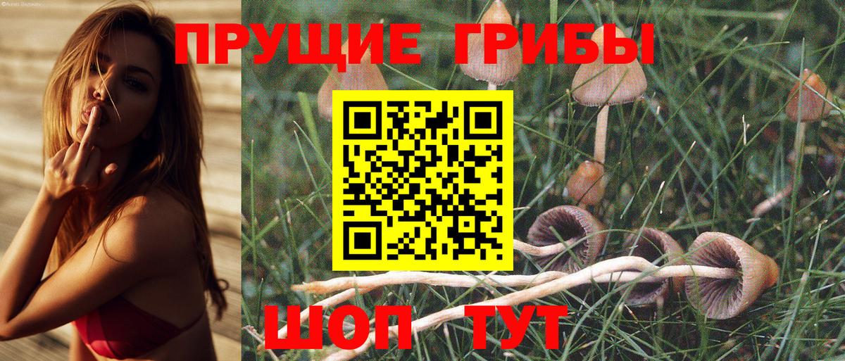 Галлюциногенные грибы Cubensis  дарнет шоп  Таганрог 