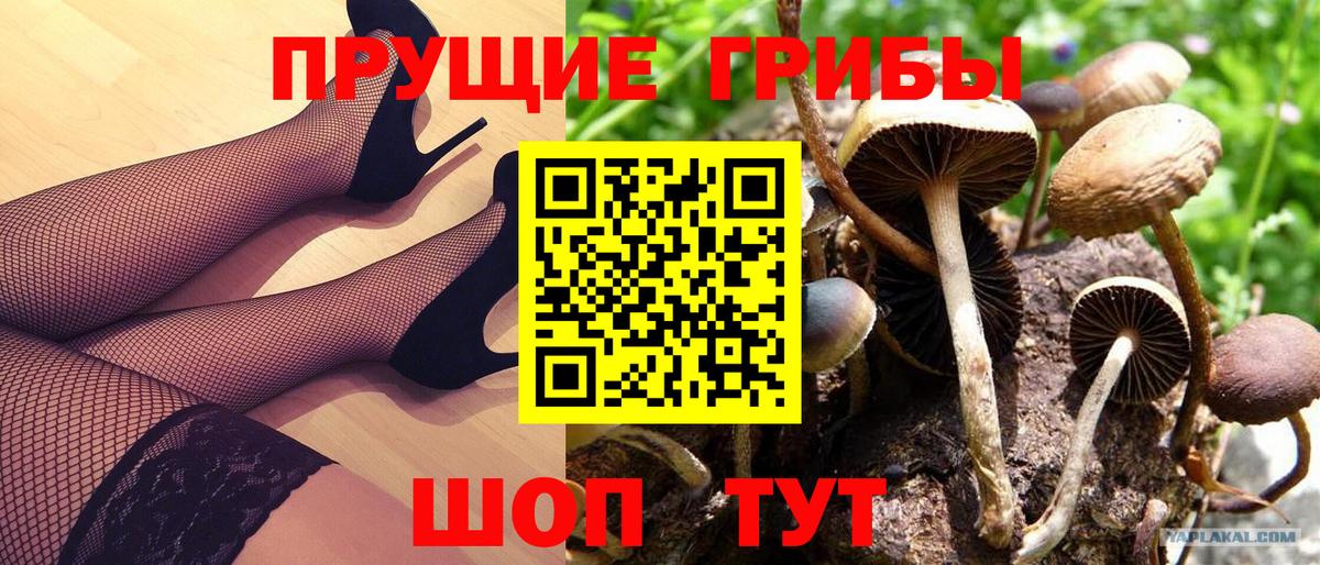 Псилоцибиновые грибы Psilocybe Таганрог